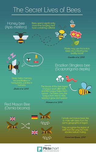 The-Secret-Lives-of-Bees